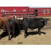Image 3 : Lake Thelma Farms - 770# May Delivery Heifers - 35 Head (Coronation, AB)