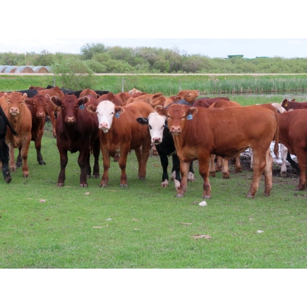 Ranahan Ranch - 950# June Delivery Steers - 65 Head (Whitewood, SK)