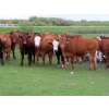 Image 1 : Ranahan Ranch - 950# June Delivery Steers - 65 Head (Whitewood, SK)