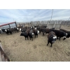 Image 5 : Lake Thelma Farms - 27 BBF/BWF Replacement Heifers (Coronation, AB)