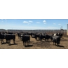 Image 6 : Cattlewood Farms Ltd. - 825# June/July Delivery Heifers - 120 Head (Fincastle, AB)