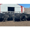 Image 6 : TV Bar Farms Ltd. - 725# April Delivery Steers - 70 Head (Goodlands, MB)