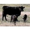 Image 12 : 9X Enterprises - 12 Black/BBF 1st Calf Pairs (Millicent, AB)