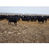 Image 6 : Ripple Rock Ranch - 750# March Delivery Steers - 290 Head (Fincastle, AB)