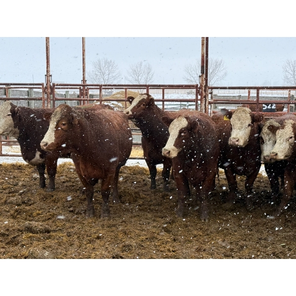 Spruce Ridge Farms - 11 3-5 Year-Old Cows (Pen 517)