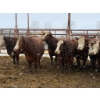 Image 1 : Spruce Ridge Farms - 11 3-5 Year-Old Cows (Pen 517)