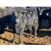 Image 9 : Habraken Farms Ltd. - 860# March Delivery Heifers - 72 Head (Scandia, AB)