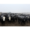Image 2 : Shark Farms - 750# March Delivery Steers - 170 Head (Nanton, AB)