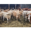 Image 2 : Pat Muehlen & Dave Johnson - 590# November Delivery Steer Calves - 100 Head (Vanderhoof, BC)