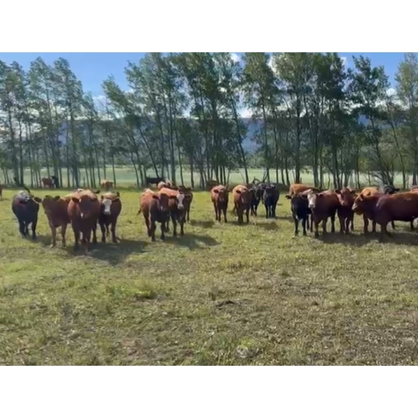 Pine River Cattle Co. - 860# September Delivery Grass Heifers - 72 Head (Lone Prairie, BC)