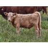 Image 8 : J&E Farms Ltd. - 650# November Delivery Steer Calves - 80 Head (Tilley, AB)