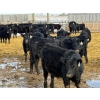 Image 6 : Leon Torkelson - 700# March Delivery Heifers - 60 Head (Millicent, AB)