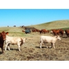 Image 3 : Indian Springs Land & Cattle - 600# Steer Calves - 100 Head (Hussar, AB)