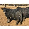 Image 8 : Habraken Farms Ltd. - 860# March Delivery Heifers - 72 Head (Scandia, AB)