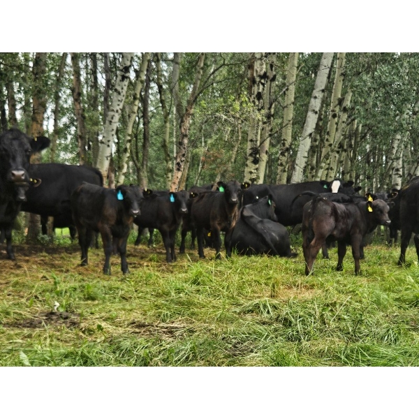 Vandenhoven Farms - 650# November Delivery Steer Calves - 95 Head (Rimbey, AB) VBP+
