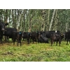 Image 1 : Vandenhoven Farms - 650# November Delivery Steer Calves - 95 Head (Rimbey, AB) VBP+