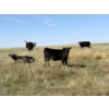 Image 9 : Rommens Farm Ltd. - 525# October Delivery Heifer Calves - 80 Head (Brooks, AB)