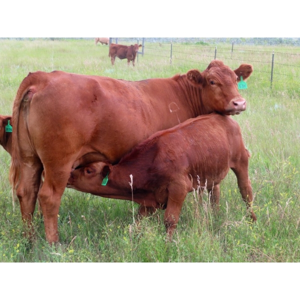 Thackeray Land & Cattle Inc. - 650# November Delivery Steer Calves - 95 Head (Goodwater, SK)