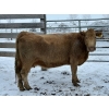 Image 3 : Crooked Creek Farms - 4 Charolais X Cows (Pen 522)
