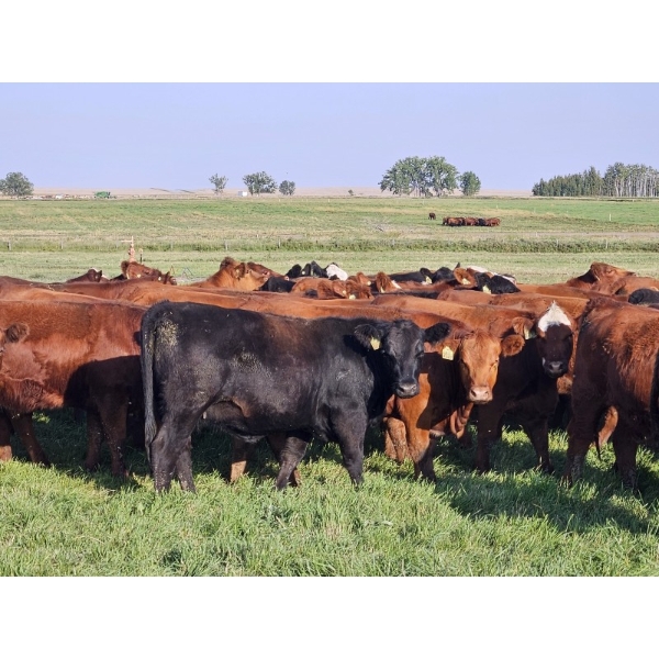 C.O. Johnson & Sons Ranches  - 876# September Delivery Grass Heifers - 123 Head (Scandia, AB) VBP+