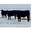 Image 2 : Sturgeon River Ranch - 800# March Delivery Steers - 200 Head (Rockyford, AB)