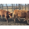 Image 5 : Midpoint Farms - 16 Red Angus X February/March Calving Bred Heifers (Drayton Valley, AB)