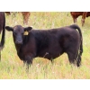 Image 3 : Allan & Janet Nameth - 625# November Steer Calves - 80 Head (Cupar, SK) VBP+