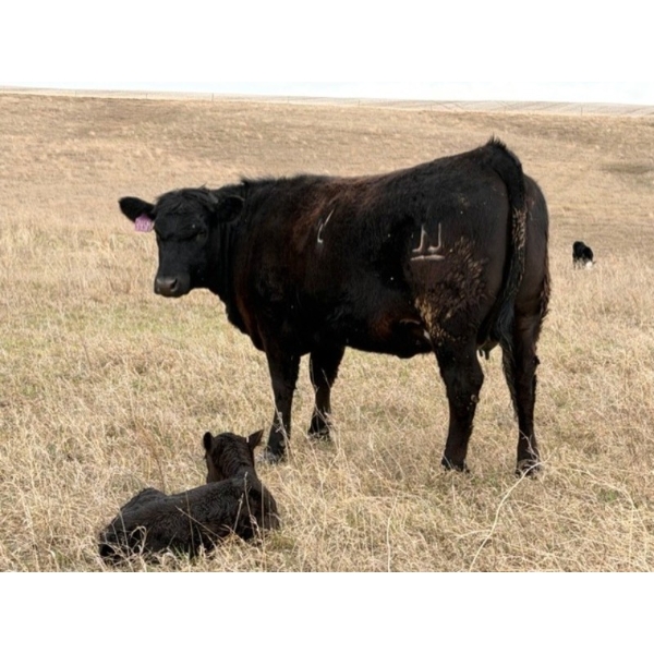 C & L Livestock - 30 Black 2nd Calf 3-Way Pairs (Edam, SK) VBP+