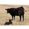 Image 1 : C & L Livestock - 30 Black 2nd Calf 3-Way Pairs (Edam, SK) VBP+