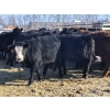 Image 2 : 7L Ranch - 715# March Delivery Heifers - 84 Head (Lakeland, MB) VBP+