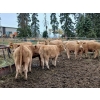 Image 2 : Ootsa Lake Cattle Co. - 25 Charolais X April/May Calving Bred Heifers (Ootsa Lake, BC)
