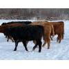 Image 13 : Steven Bartel - 975# July Delivery Heifers - 63 Head (Carroll, MB)