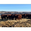 Image 3 : 9 - 9 Ranch Ltd. - 740# February Delivery Steers - 40 Head (Coronation, AB)