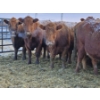 Image 4 : Stensrud Cattle Co. - 2 Red Cows (Pen 410)
