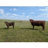 Image 2 : Sheerness Farms - 550# October Delivery Heifer Calves - 35 Head (Sheerness, AB)