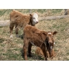 Image 10 : Sand Creek Enterprises - 630# October Delivery Steer Calves - 46 Head (Duchess, AB)