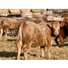 Image 6 : Darcy, Colton & Blake Reinhardt - 850# February Delivery Heifers - 145 Head (Redland, AB)