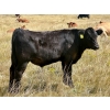 Image 12 : Wilson Grande Coulee Ranch - 650# Sept/Oct Delivery Steer Calves - 52 Head (East Coulee, AB) VBP+