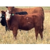 Image 2 : Pittman Brothers Production - 680# October Delivery Heifer Calves - 30 Head (Warner, AB)