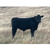 Image 13 : C.R. Fullerton - 725# Oct/Nov Delivery Steer Calves - 86 Head (Lundbreck, AB)
