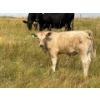 Image 5 : Circus Coulee Cattle (Robert & Jordy Hoff) - 565# November Steer Calves - 95 Head (Dorothy, AB)