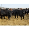 Image 4 : Devick’s Ranch - 920# April Delivery Heifers - 134 Head (Acme, AB)