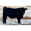 Image 4 : CFH Farms - 770# December Delivery Steer Calves - 80 Head (Eckville, AB)