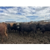 Image 4 : Birch Island Land & Cattle - 1050# June/July Delivery Heifers - 114 Head (Rhein, SK)