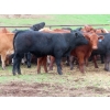 Image 15 : Ranahan Ranch - 950# June Delivery Steers - 65 Head (Whitewood, SK)