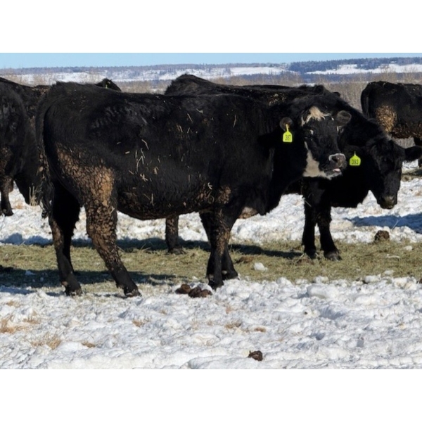 Cunningham Cattle Co. - 9 BBF Angus X Bred Heifers (Sundre, AB)