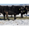 Image 1 : Cunningham Cattle Co. - 9 BBF Angus X Bred Heifers (Sundre, AB)