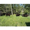 Image 6 : RL7 Ranches - 840# June Delivery Grass Steers - 33 Head (Turner Valley, AB)