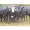 Image 5 : Taylor Enterprises Inc. - 830# September Delivery Grass Heifers - 75 Head (Wawota, SK)