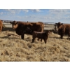 Image 6 : Rolling N Ranches (Nolan & Amanda Osadczuk) - 8 Red Heifer Pairs (Pen F7)